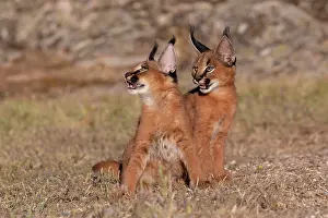 Felide: Caracal (Caracal caracal), present en Afrique