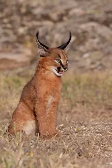 Felide: Caracal (Caracal caracal), present en Afrique