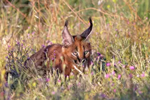 Felide: Caracal (Caracal caracal), present en Afrique