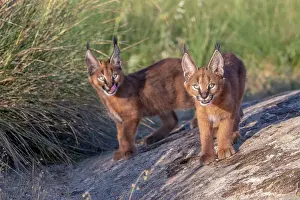 Felide: Caracal (Caracal caracal), present en Afrique