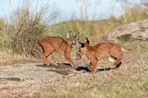 Felide: Caracal (Caracal caracal), present en Afrique