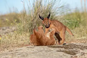 Felide: Caracal (Caracal caracal), present en Afrique