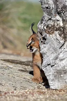 Felide: Caracal (Caracal caracal), present en Afrique