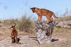 Felide: Caracal (Caracal caracal), present en Afrique