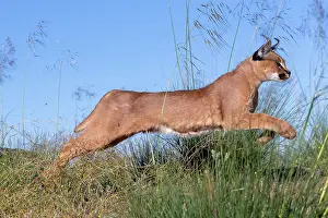 Felide: Caracal (Caracal caracal), present en Afrique
