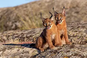 Felide: Caracal (Caracal caracal), present en Afrique
