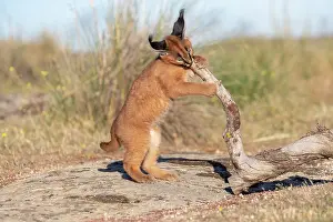Felide: Caracal (Caracal caracal), present en Afrique