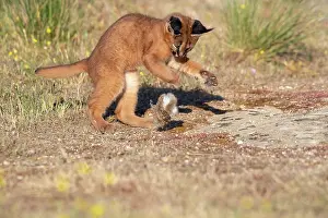 Felide: Caracal (Caracal caracal), present en Afrique