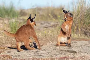 Felide: Caracal (Caracal caracal), present en Afrique