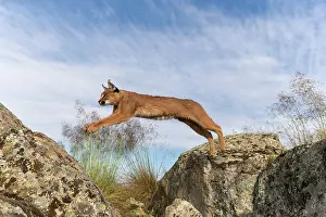 Felide: Caracal (Caracal caracal), present en Afrique