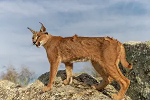 Felide: Caracal (Caracal caracal), present en Afrique