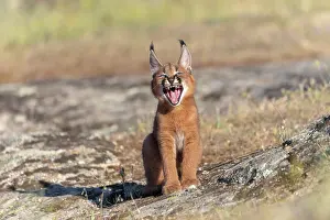 Felide: Caracal (Caracal caracal), present en Afrique