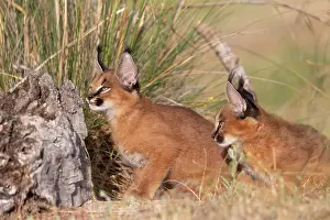 Felide: Caracal (Caracal caracal), present en Afrique