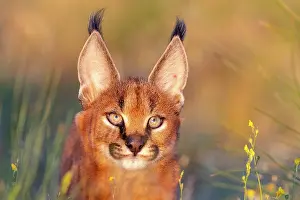 Present: Caracal (Caracal caracal), present en Afrique