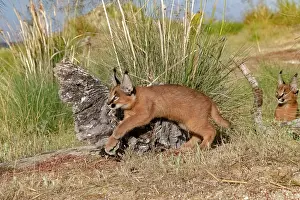 Jeunes: Caracal (Caracal caracal), present en Afrique