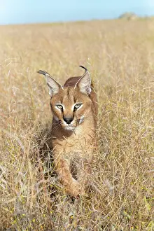 Present: Caracal (Caracal caracal), present en Afrique