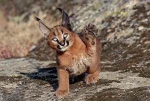 Present: Caracal (Caracal caracal), present en Afrique