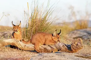 Present: Caracal (Caracal caracal), present en Afriquue