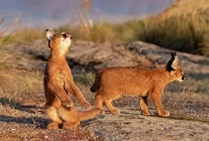 Present: Caracal (Caracal caracal), present en Afriquue
