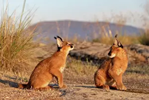 Present: Caracal (Caracal caracal), present en Afriquue