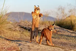 Present: Caracal (Caracal caracal), present en Afriquue