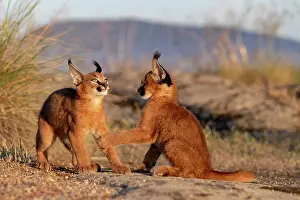 Present: Caracal (Caracal caracal), present en Afriquue