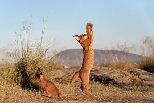 Present: Caracal (Caracal caracal), present en Afriquue