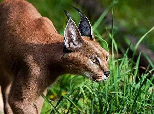 Caracals: Caracal (Caracal caracal) stalking through grass
