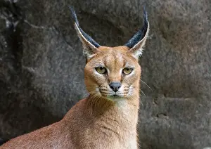 Word: Caracal (Caracal caracal). The word Caracal comes
