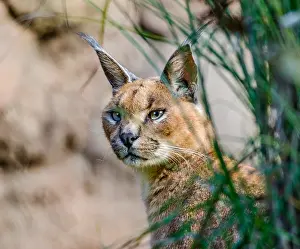 Word: Caracal (Caracal caracal). The word Caracal comes