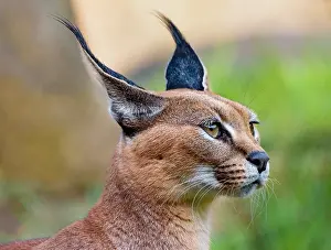 Word: Caracal (Caracal caracal). The word Caracal comes