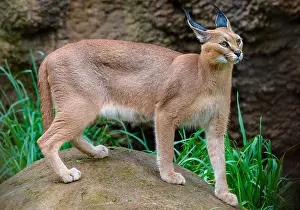 Word: Caracal (Caracal caracal). The word Caracal comes