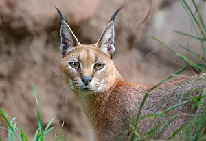 Word: Caracal (Caracal caracal). The word Caracal comes