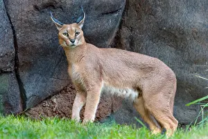 Word: Caracal (Caracal caracal). The word Caracal comes