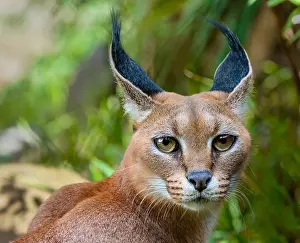 Word: Caracal (Caracal caracal). The word Caracal comes