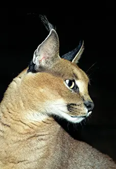 Caracals: Caracal - Close up of head