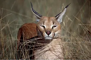 Staring: CARACAL - close-up of face