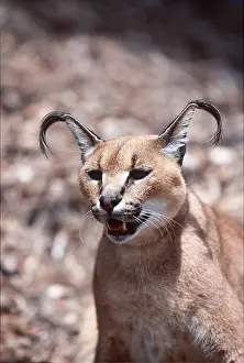 Caracal: CARACAL - close-up of head, mouth open