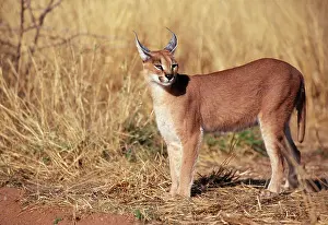 Eric Dragesco: CARACAL - Female, side view