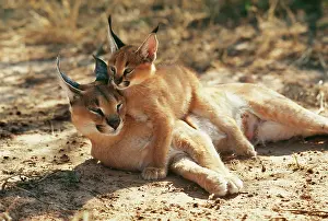 Eric Dragesco: CARACAL - female and young