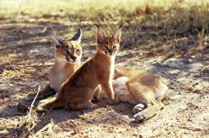 Eric Dragesco: CARACAL - female and young