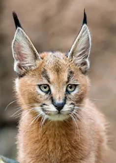 Caracals: Caracal Kitten (Caracal caracal. Caracals are