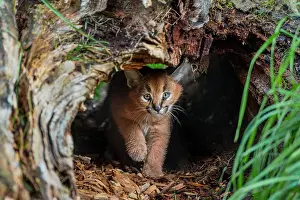 Caracals: Caracal Kitten (Caracal caracal)--this cat is about