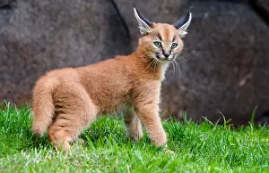 Caracals: Caracal Kitten (Caracal caracal)--this cat is about