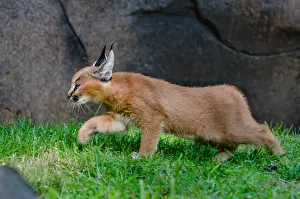Caracals: Caracal Kitten (Caracal caracal)--this cat is about