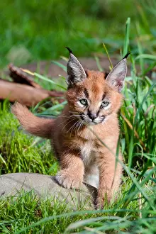 Pat And Tom Leeson (new Material): Caracal Kitten (Caracal caracal)--this cat is about