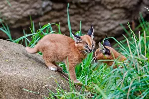 Grasslan: Caracal Kittens (Caracal caracal)--these cubs are