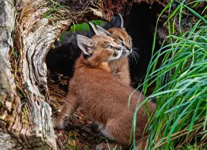 Grasslan: Caracal Kittens (Caracal caracal)--these cubs are