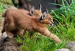 Pat And Tom Leeson (new Material): Caracal Kittens (Caracal caracal)--these cubs are