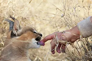 Rangers: Caracal - tender interaction between semi-tame